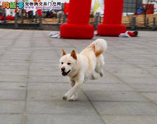 熟悉秋田犬的性格特点 看它是否适合主人饲养