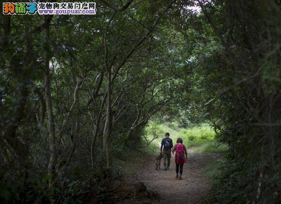 秋日狗狗行山危机，小心中暑、蛇咬、捕兽器