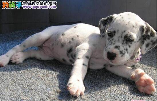 怎样购买斑点狗是最安全最保险的