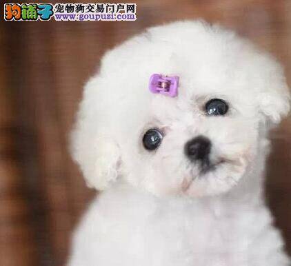 泰迪犬老蹭自己的屁股是怎么回事