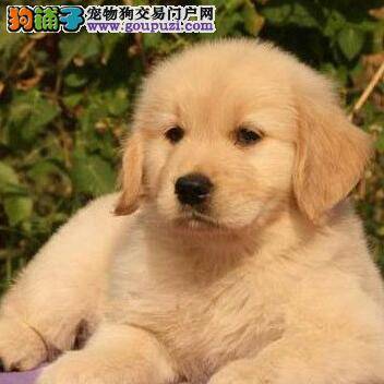 从哪几个方面看金毛犬是最合适的