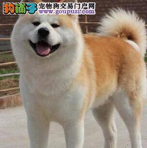 宠物狗挑选与购买 筛选纯种秋田犬所必须的相关知识