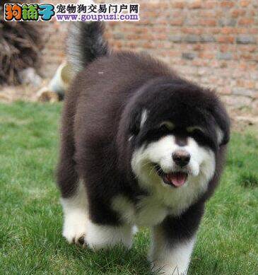 如何饲养刚买回家的阿拉斯加犬