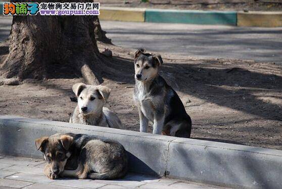 印度的流浪狗难题：如何在2020年前根除狂犬病?