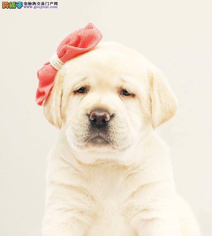 健康的拉布拉多犬，挑选时技巧多