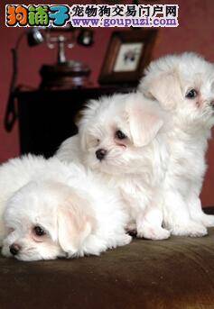 驱虫秘诀与方法 定期给比熊犬驱虫要注意哪些事情