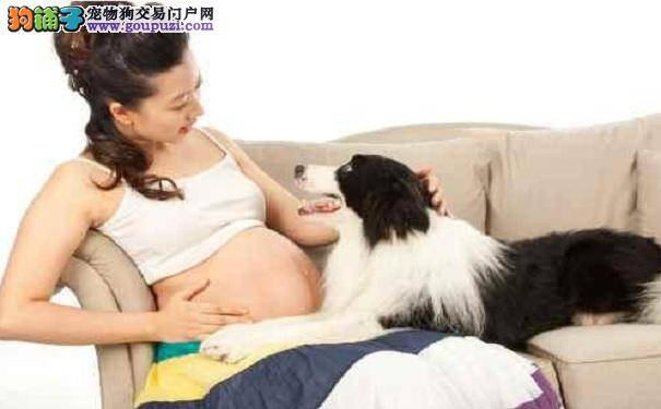 孕妇能不能养狗，怀孕养狗利大于弊