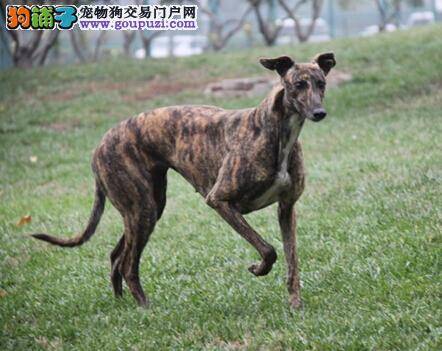 养护病犬有学问 如何避免格力犬患上腰椎间盘突出症