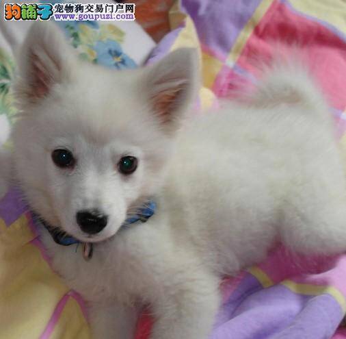 不知道为什么银狐犬总用屁股噌地病了吗