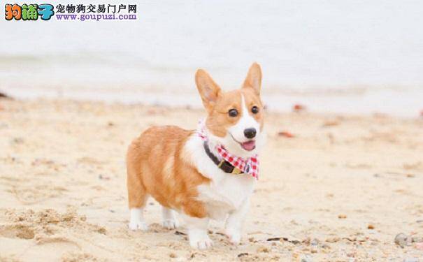 咳嗽的柯基犬是生病了吗？怎么治疗？