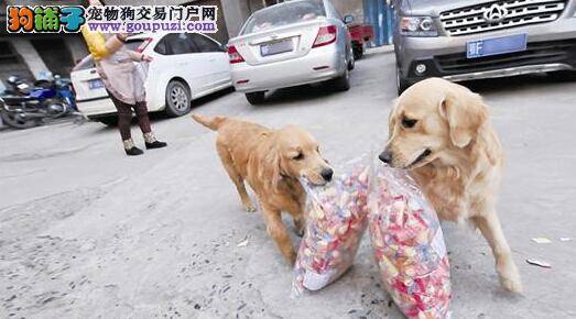 缉毒犬与搜爆犬同时出动 协助康乐警方查获毒品可疑物