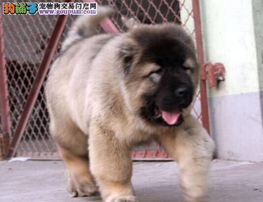 高加索犬吃狗粮后吐了，而且不停的拉稀如何是好