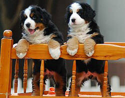 怎样让伯恩山犬不在家里便便