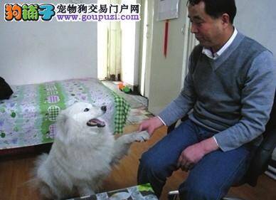 萨摩耶犬会算算术，在小区里颇有名气