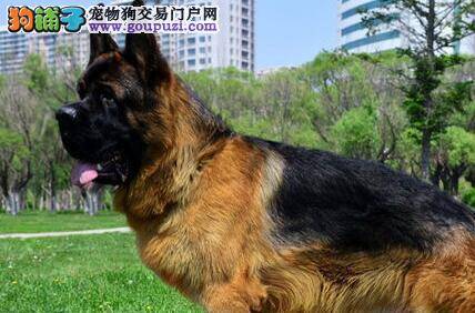 养好德国牧羊犬的新套路