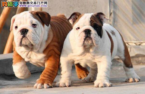斗牛犬的眼睛最近总溃烂用什么方法可以治疗