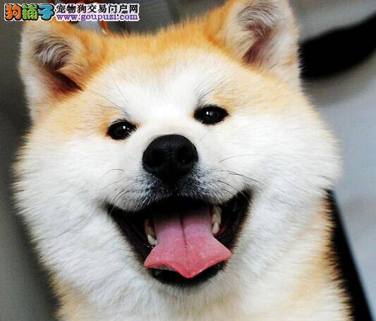 秋田犬患上椎间盘突出应该怎么办