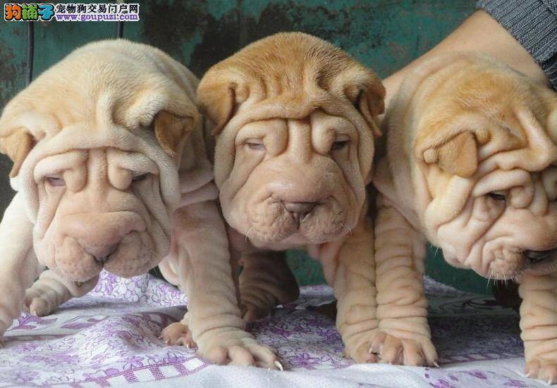 沙皮狗身上有很多螨虫，如何处理掉