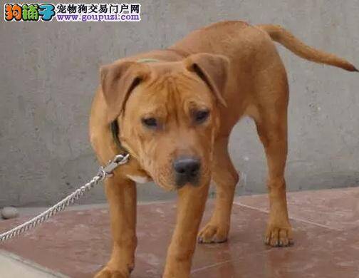 如何让比特犬学会上厕所 求帮助