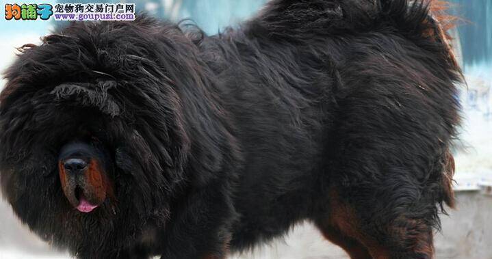 情侣速配有前提 藏獒交配期间需知哪些规则