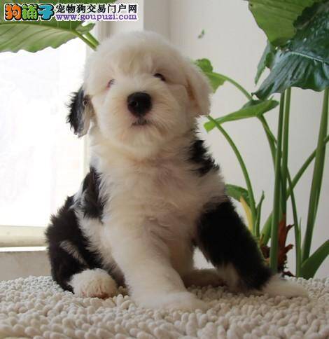 请问古代牧羊犬什么时候开始换毛