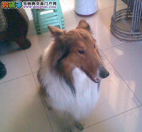 苏格兰牧羊犬尿血便秘是为什么呢