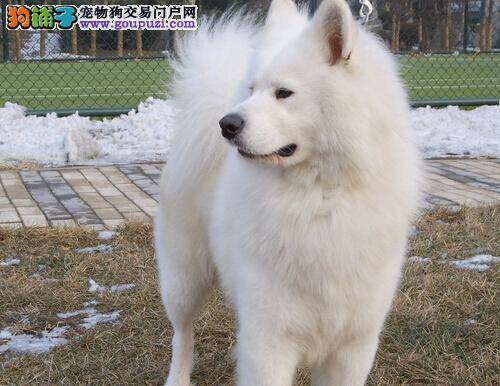 纠正乱咬行为 还你一个乖巧听话的萨摩耶