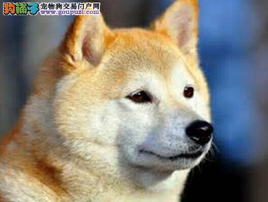 狗狗健康生理指数表 什么样的秋田犬身体是最健康的