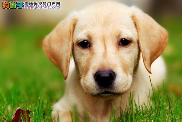 狗狗运动安全 如何避免拉布拉多犬运动时受伤