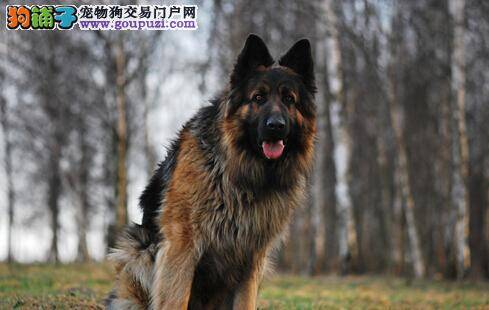 牙好身体好 德国牧羊犬的牙齿如何去护理