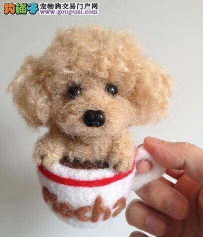 健康小常识 如何预防蜱虫对茶杯犬的伤害