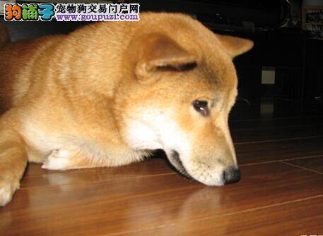 特别的爱给特别的你 老年柴犬的照顾方式是怎样的