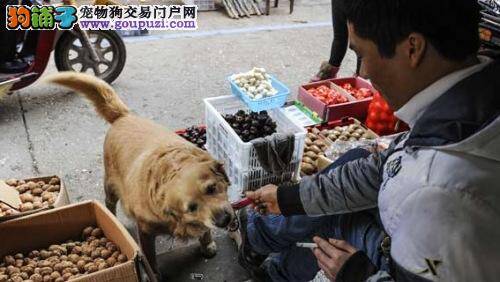 能自己买食物的宠物狗"黑皮"