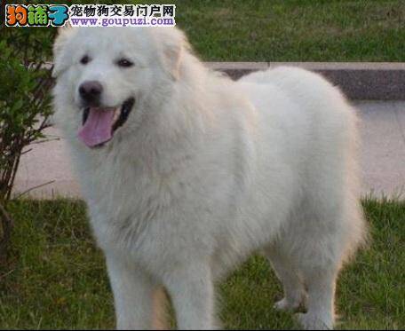 高大随和的大白熊犬