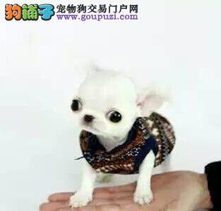 吉娃娃的眼屎逐渐增多请问是怎么回事