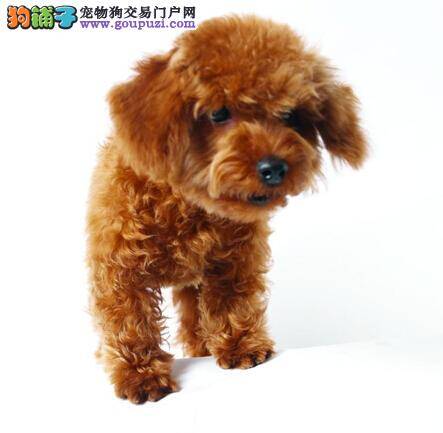 口气清新更健康 如何预防贵宾犬的口臭