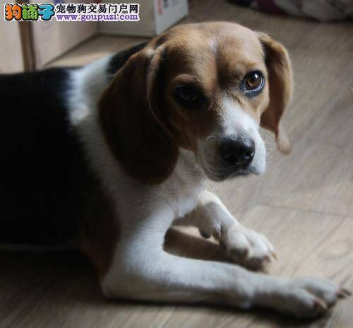 比格犬最近总挠自己的身体是什么问题