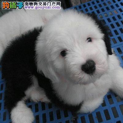 古代牧羊犬的挑选原则有哪些值得学习的