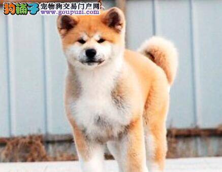 秋田犬冬天应怎么给它喝冷水 有什么妙招