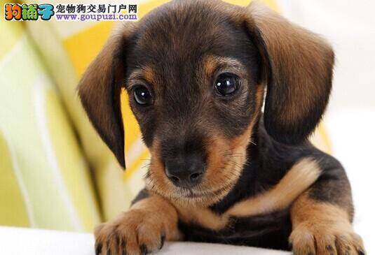 判断腊肠犬是否健康要从何入手