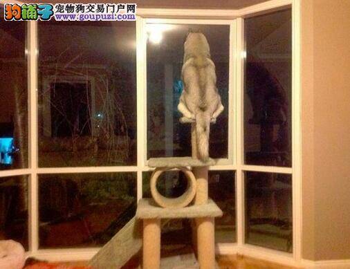 搞笑哈士奇长时间与猫生活竟认为自己也是猫