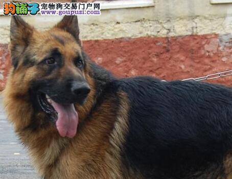 寒冷冬季怎样护理让德国牧羊犬顺利过冬