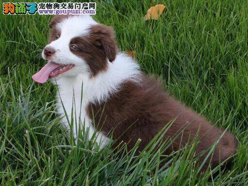 边境牧羊犬经常咬东西怎么办