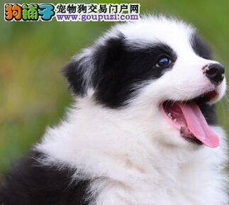 边境牧羊犬不在呢么吃东西是为什么