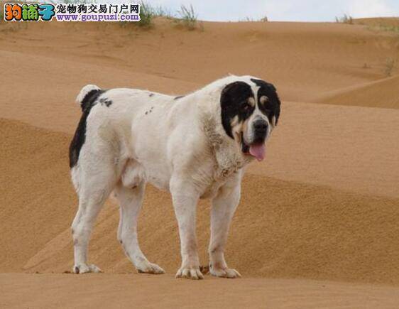 找好卖家选好狗 中亚牧羊犬的鉴别与挑选