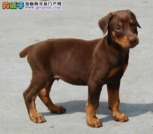 杜宾犬患上螨虫后大量的掉毛应怎么办