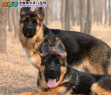 购买一路顺畅 德国牧羊犬前躯有什么特点