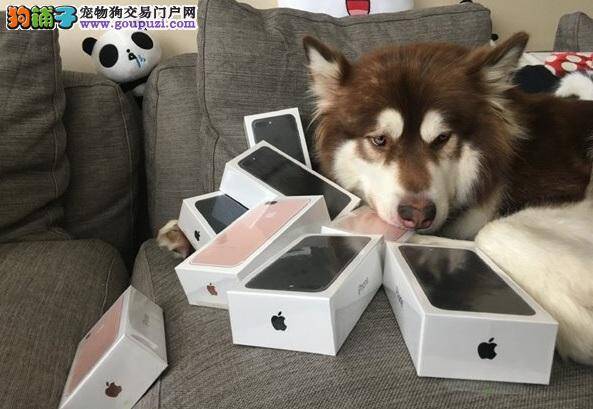 【人不如狗】王思聪8部iphone7送狗