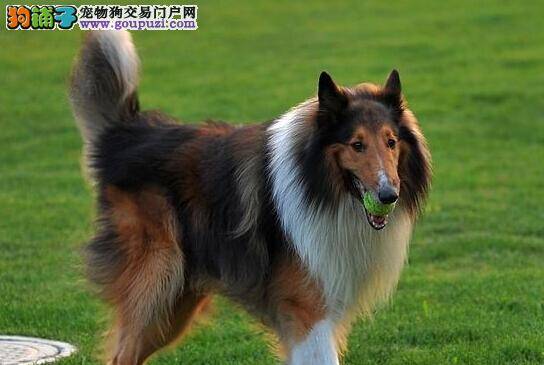 宠物选购技巧 如何分辨优劣质量的苏格兰牧羊犬
