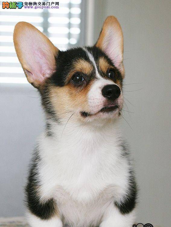 想要购买健康的柯基幼犬要怎么做